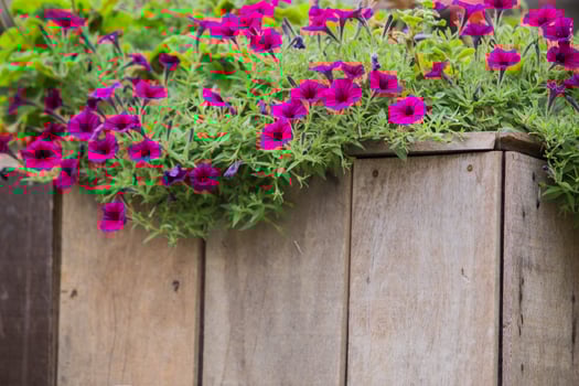 wooden fence with flowers photo