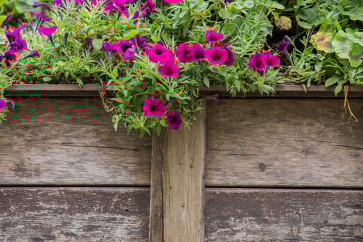 wooden fence with flowers photo