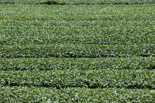 Tea plantation landscape photo
