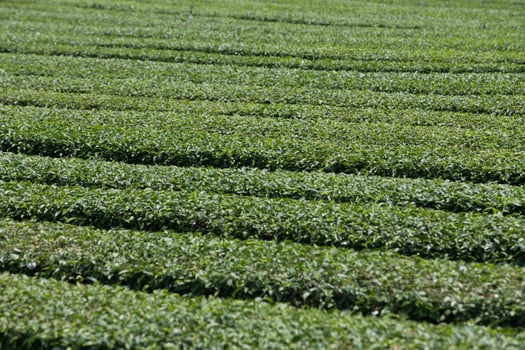 Tea plantation landscape photo