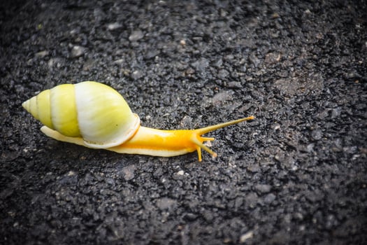 cute snail on the road photo