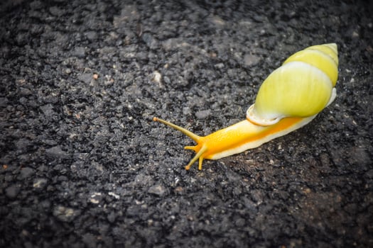 cute snail on the road photo