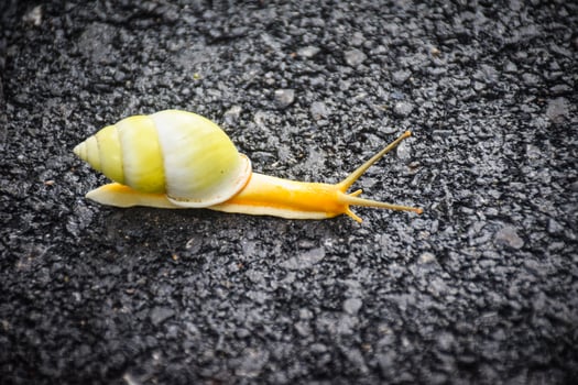 cute snail on the road photo