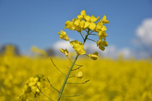 Blooming Yellow Rape Seed Flowering in a Large Field photo