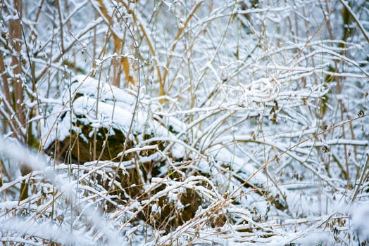 pine forest covered with snow. soft focus. photo
