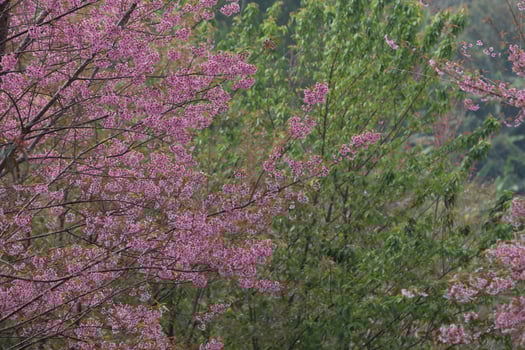 Wild Himalayan Cherry at Thailand photo