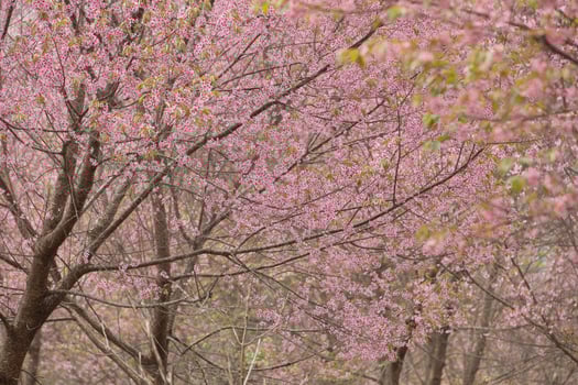 Wild Himalayan Cherry at Thailand photo