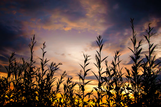 Silhouette of field with dramatic sunset sky photo