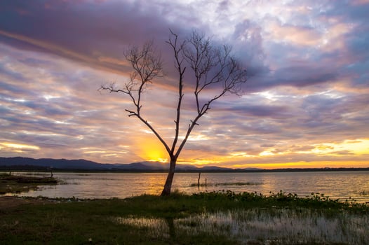 View of tree branch with sunrise in the morning photo