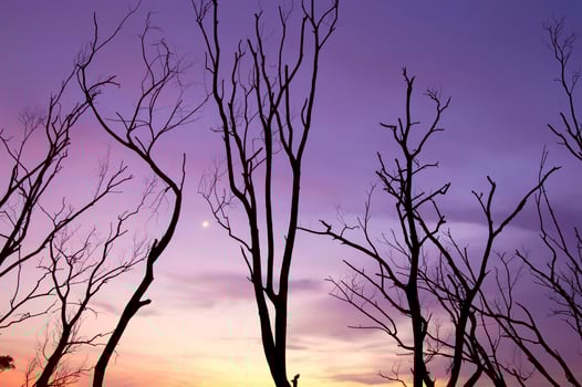 Silhouette of tree branches with twilight sky photo