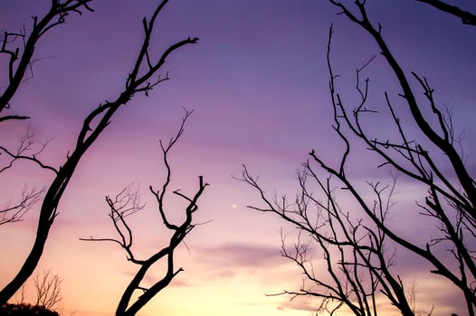 Silhouette of tree branches with twilight sky photo