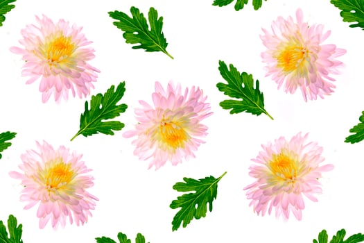 Colorful autumn flowers of chrysanthemum photo