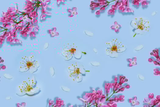 Blossoming branch cherry. nature. lilac photo