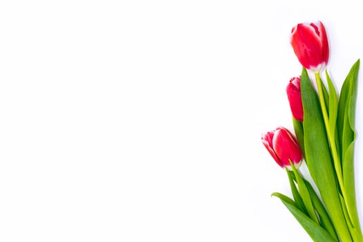 spring colorful flowers tulips photo