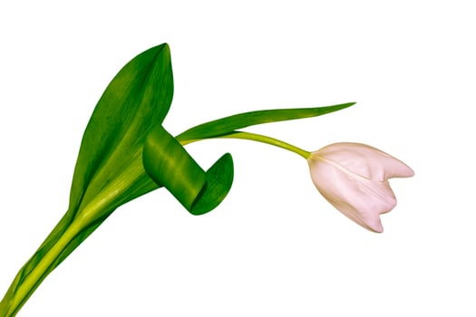 spring colorful flowers tulips photo