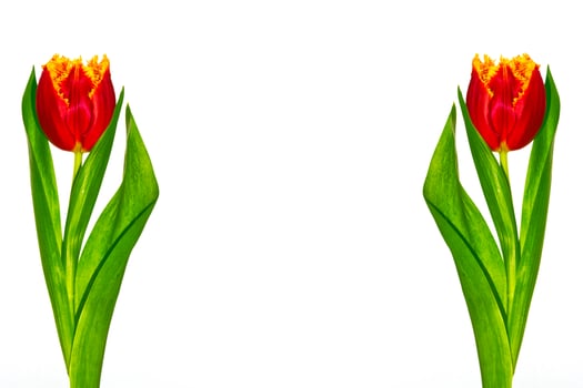 spring colorful flowers tulips photo