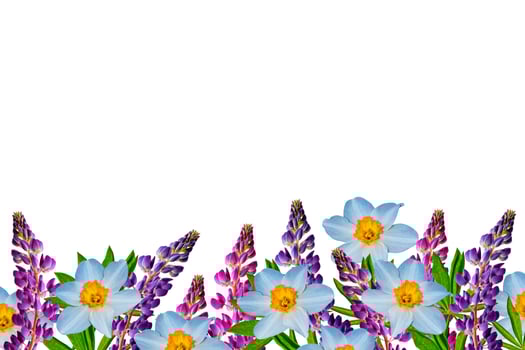 spring flowers narcissus, lupine isolated on white background photo