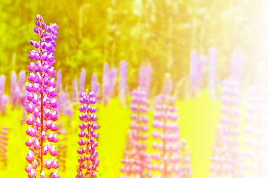 Bright lupine flowers in the background of the summer landscape. photo
