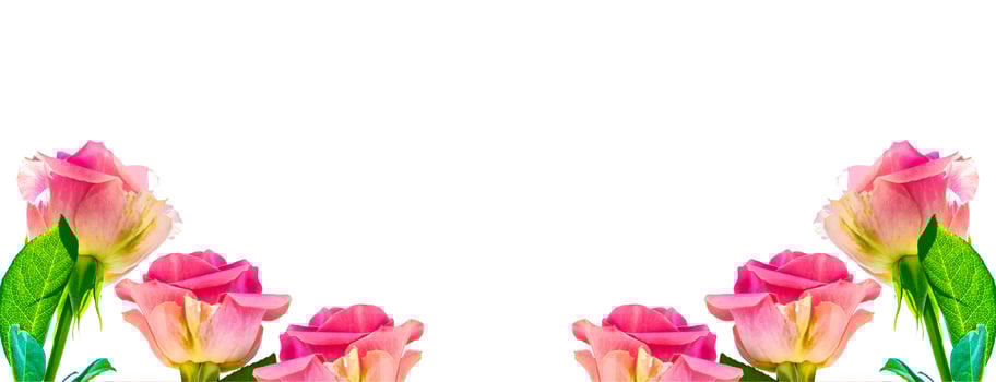 Flower bud roses on a white background photo