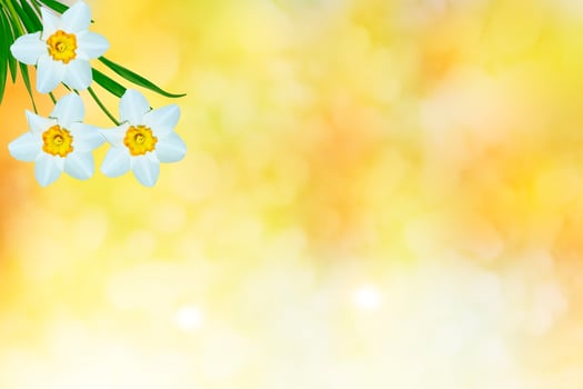 Spring flowers of daffodils. photo
