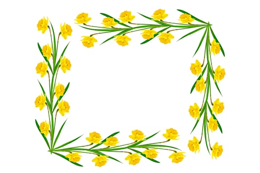 spring flowers narcissus isolated on white background photo