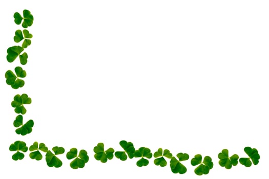 green clover leaves isolated on white background. St.Patrick 's Day photo