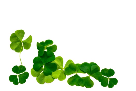 green clover leaves isolated on white background. St.Patrick 's Day photo
