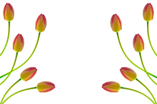 spring colorful flowers tulips photo