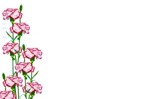 branch carnation flowers isolated on white background photo