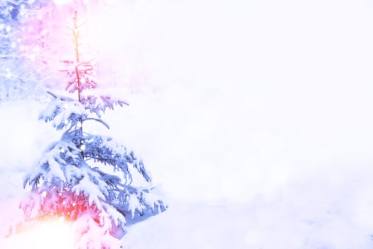 Frozen winter forest with snow covered trees. photo