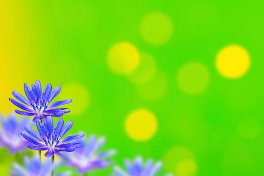 Bright flowers chicory photo