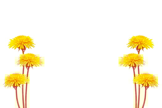 Fluffy dandelion flower isolated on white background. photo