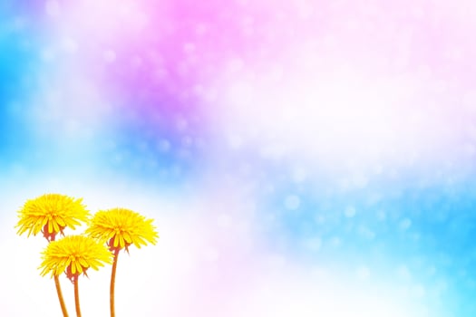 Fluffy dandelion flower against the background of the summer landscape. photo