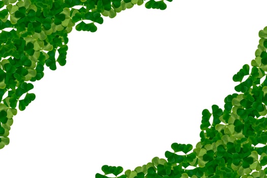 green clover leaves isolated on white background. St.Patrick 's Day photo