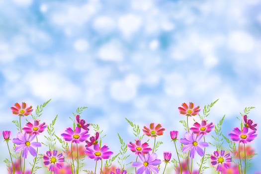 Colorful cosmos flowers on a background of summer landscape. photo