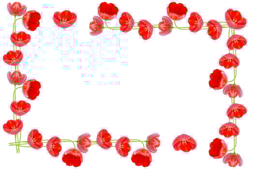 spring flowers tulips photo