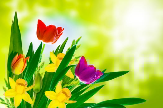 Bright colorful spring flowers photo