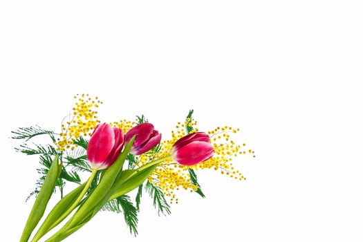 spring flowers tulips photo
