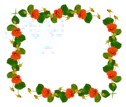 Autumn nasturtium flowers isolated on white background. photo
