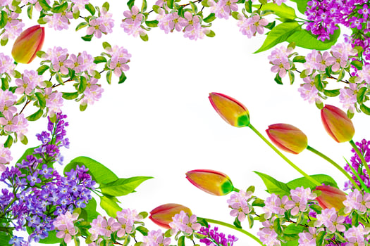 spring flowers tulips photo