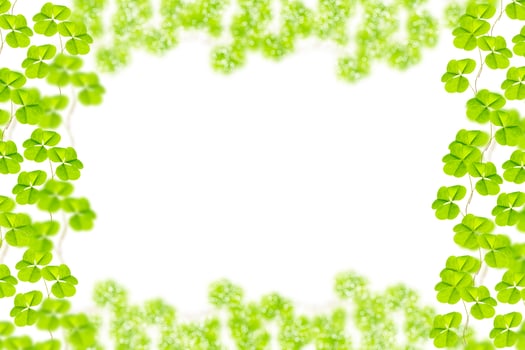 green clover leaves isolated on white background. St.Patrick 's Day photo