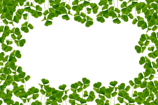 green clover leaves isolated on white background. St.Patrick 's Day photo