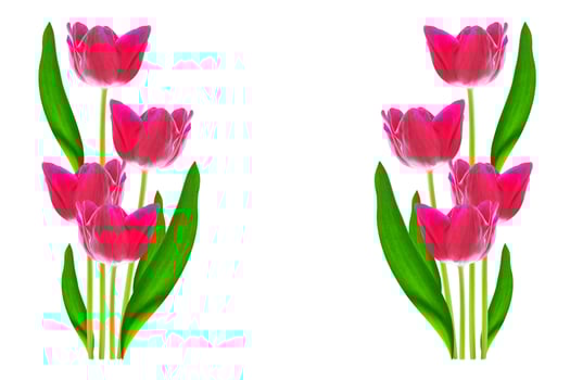 spring colorful flowers tulips photo
