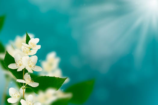 White jasmine The branch delicate spring flowers photo