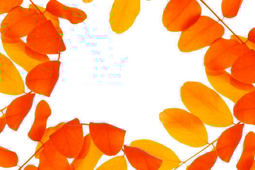 Bright colorful autumn leaves photo
