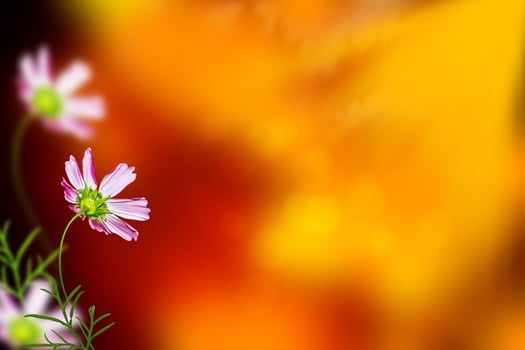 Colorful cosmos flowers on a background of summer landscape. photo