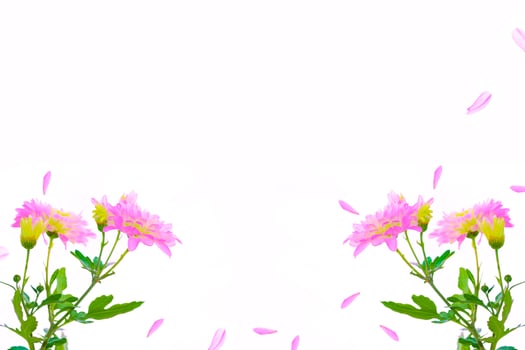 Colorful autumn flowers of chrysanthemum photo