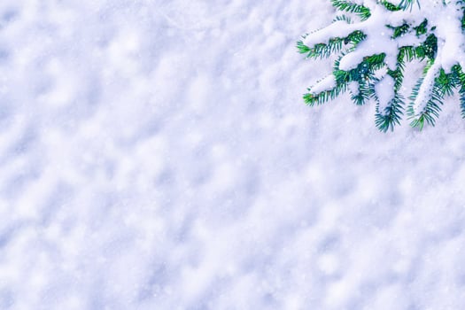 Coniferous spruce branch. Frozen winter forest with snow covered trees. photo