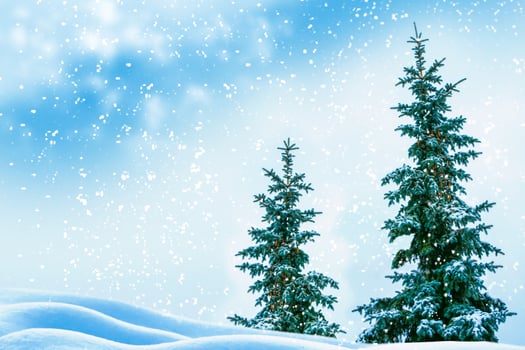 Frozen winter forest with snow covered trees. photo