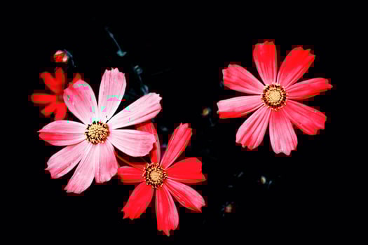 Bright colorful cosmos flowers photo